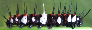 Larvae